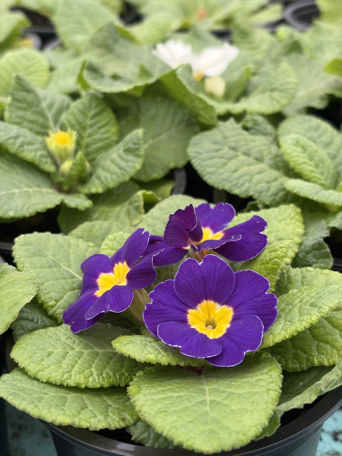 Едроцветна иглика - XL Mid Early Mix