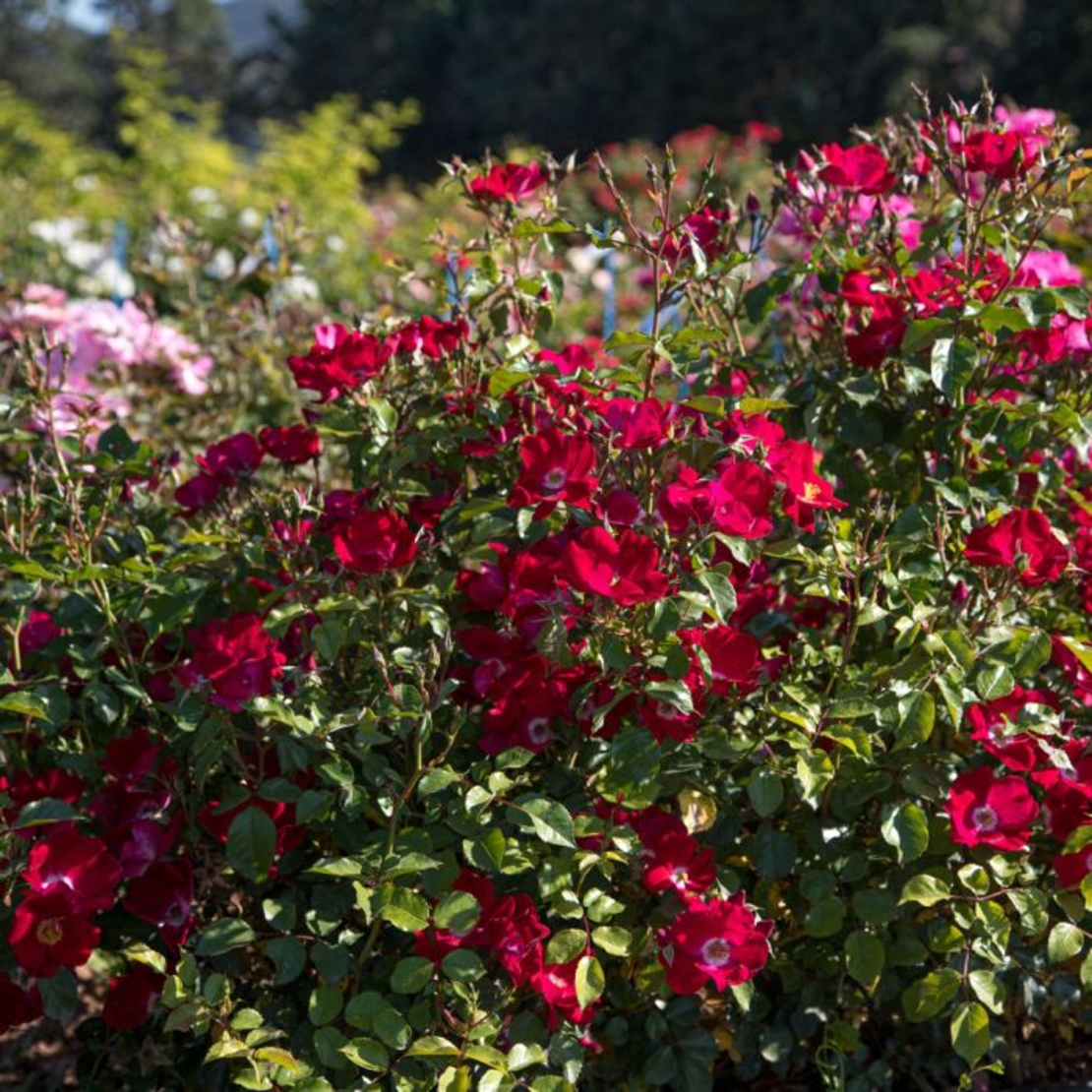 Rosa x polyantha Friendly® Red Meiariba