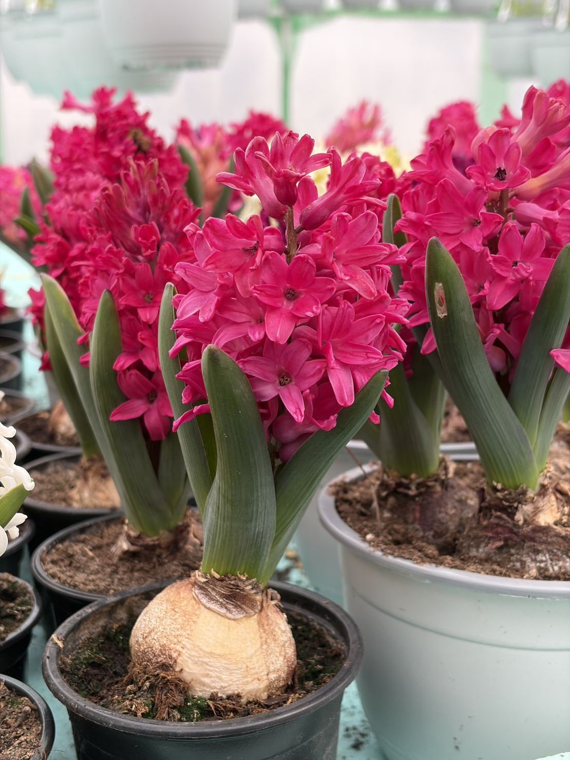 Зюмбюл Jan Bos в саксия - единичен