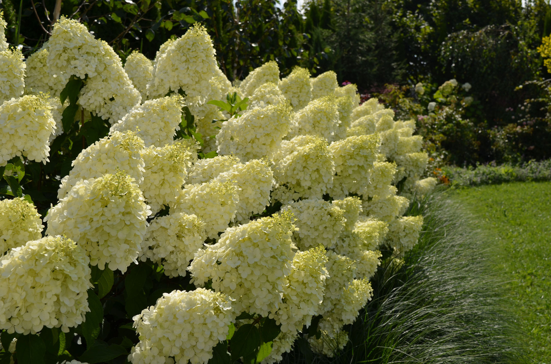 Хортензия метличеста „Полярна мечка“ - Hydrangea paniculata 'Polar Bear'