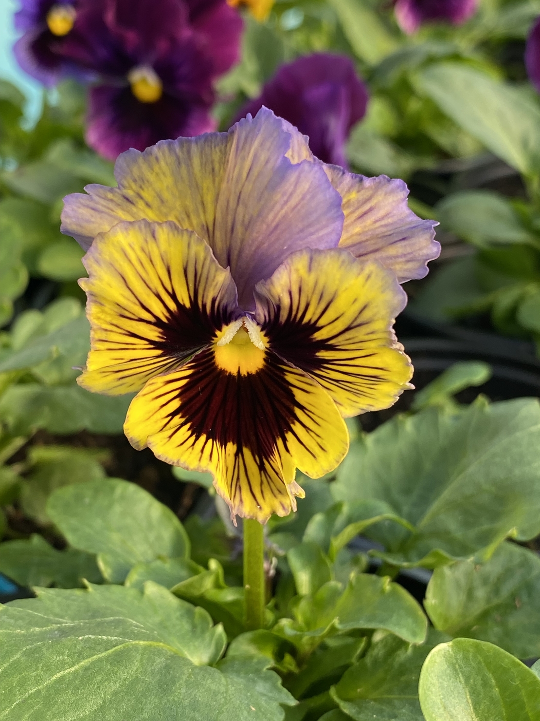 Къдрави теменужки