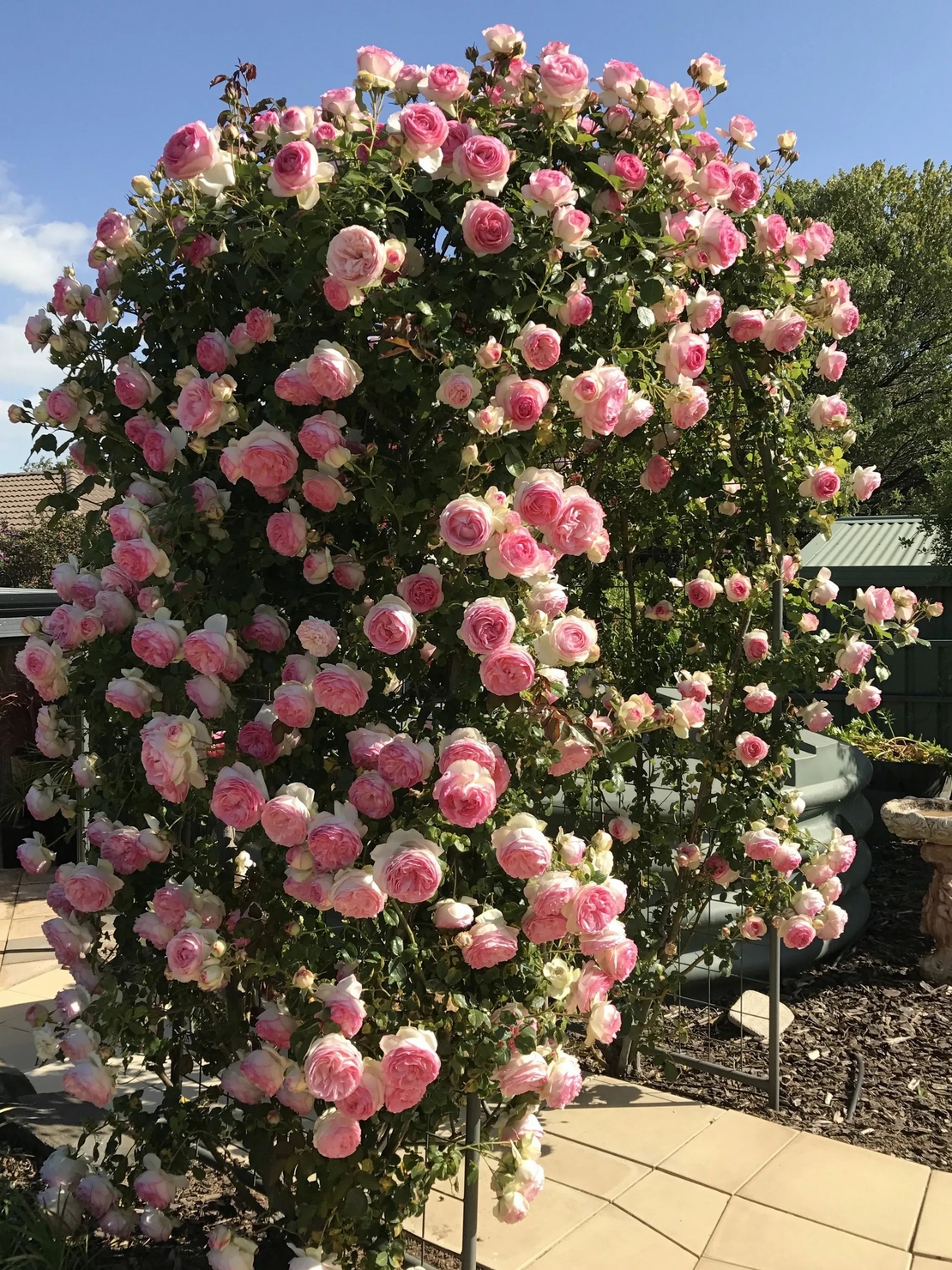 EDEN ROSE® Meiviolin/ GPT. EDEN ROSE Pierre De Ronsard ®