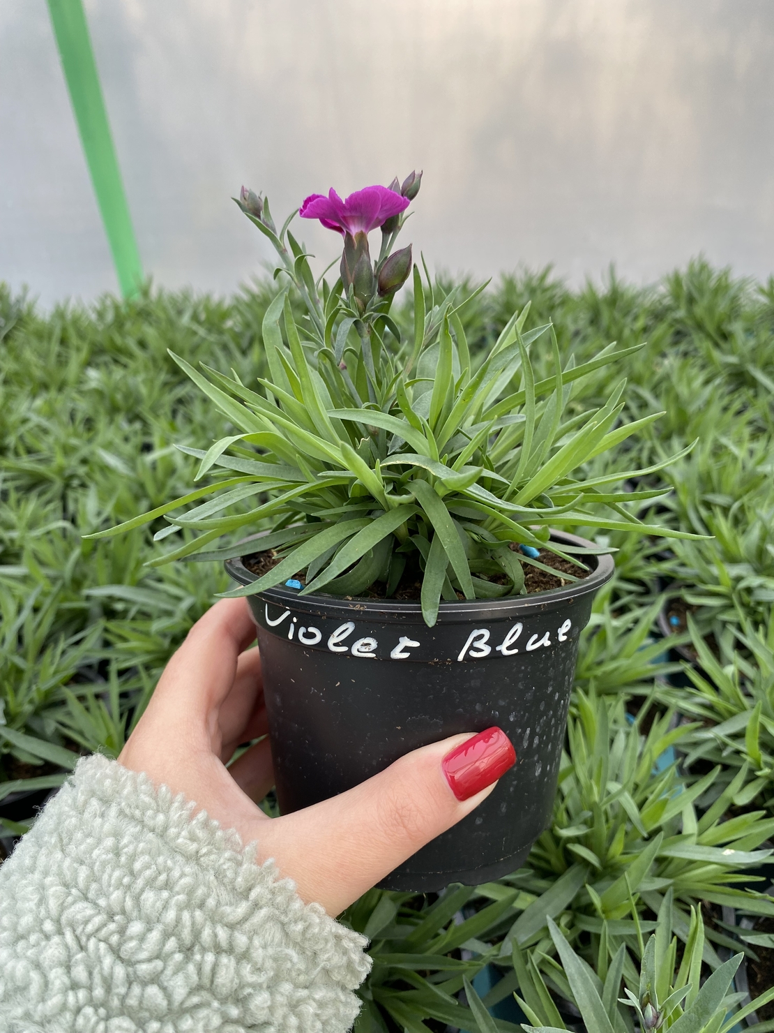 Каскаден ароматен карамфил