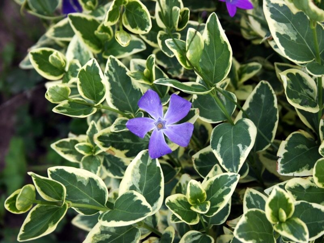 Vinca major 'Variegata' (Пъстролистна голяма зеленика)