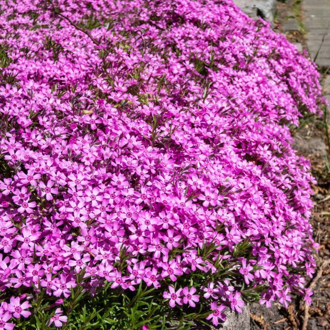 Алпийски флокс (Phlox subulata 'Rose')