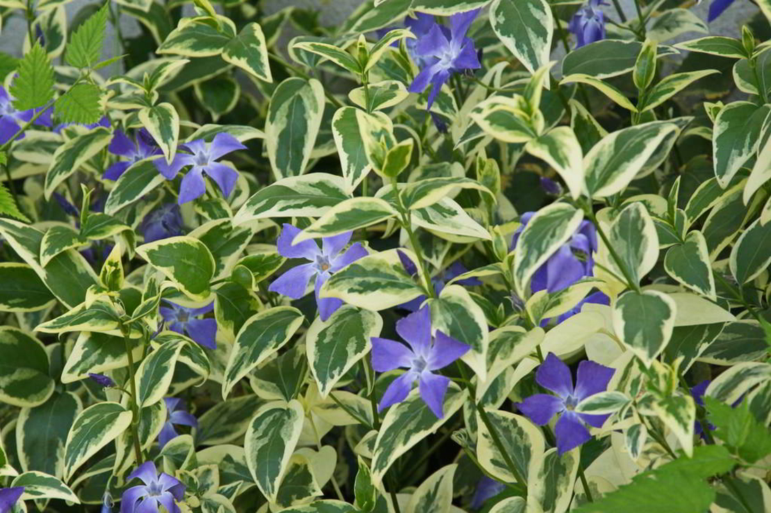 Vinca major 'Variegata' (Пъстролистна голяма зеленика)