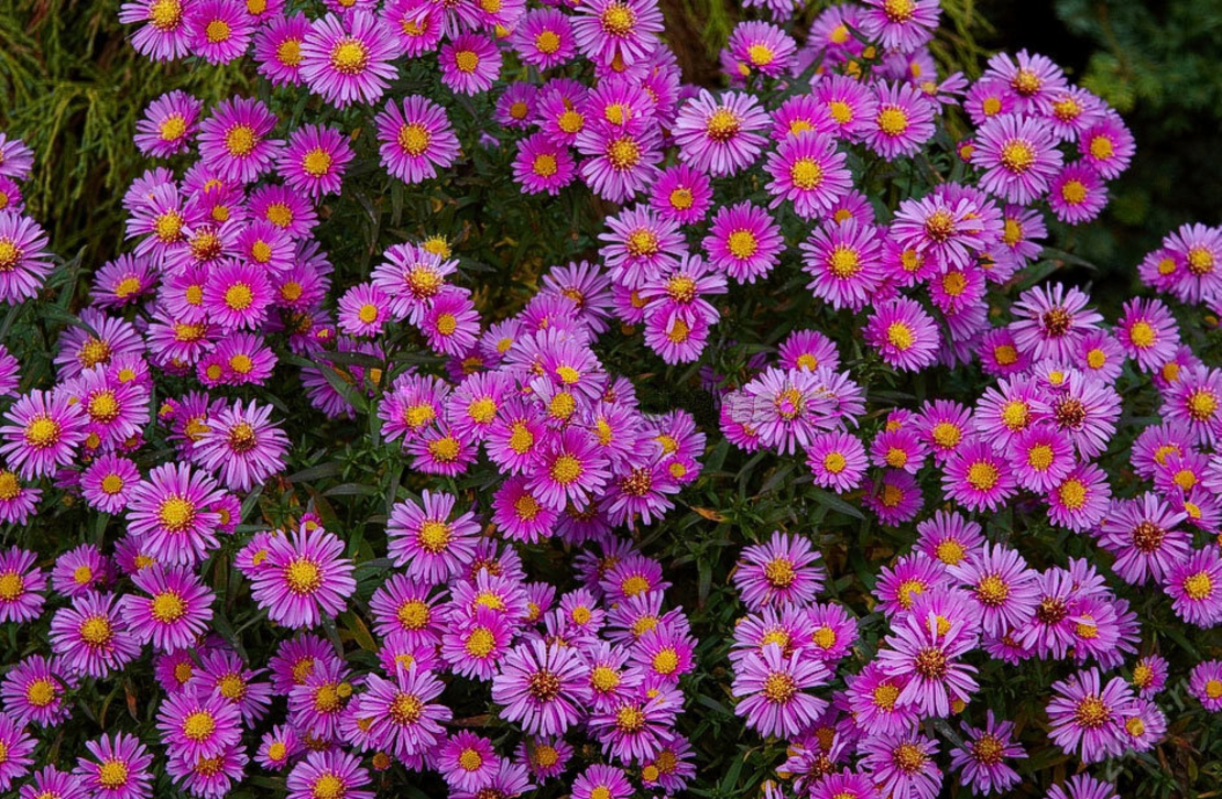Алпийска астра /Aster alpinus/ - Happy end pink