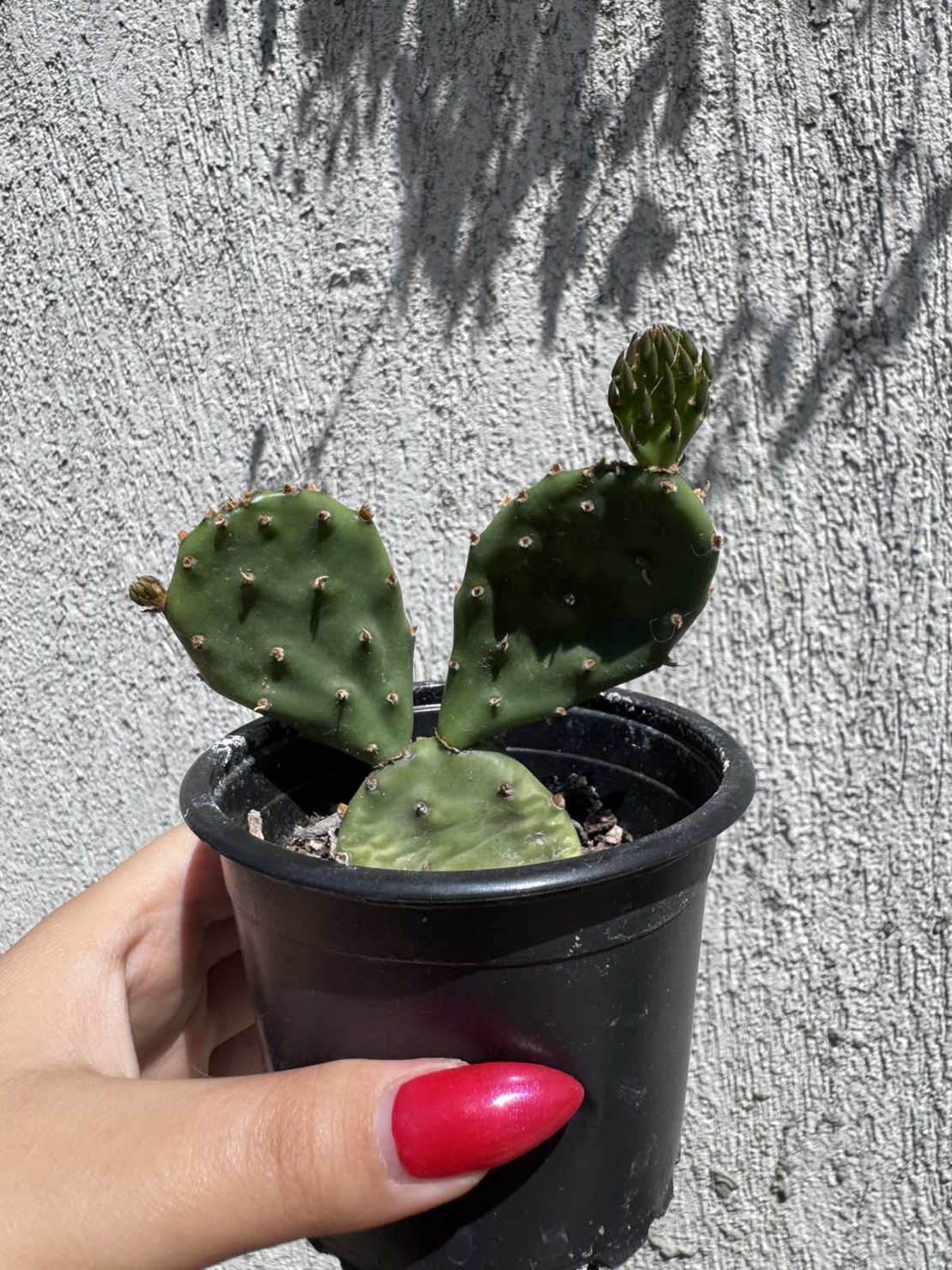 Опунция (Opuntia)