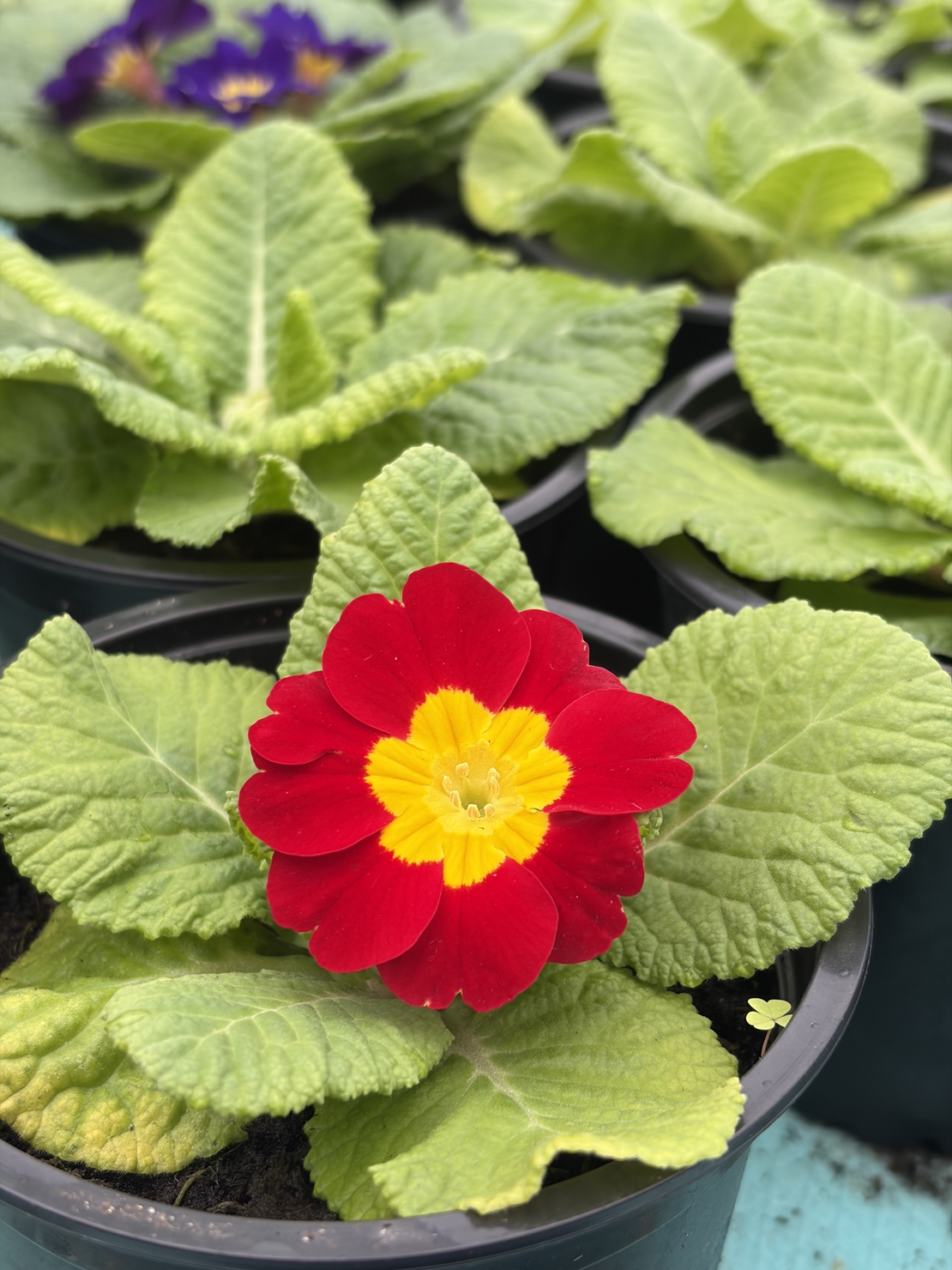 Едроцветна иглика - XL Mid Early Mix