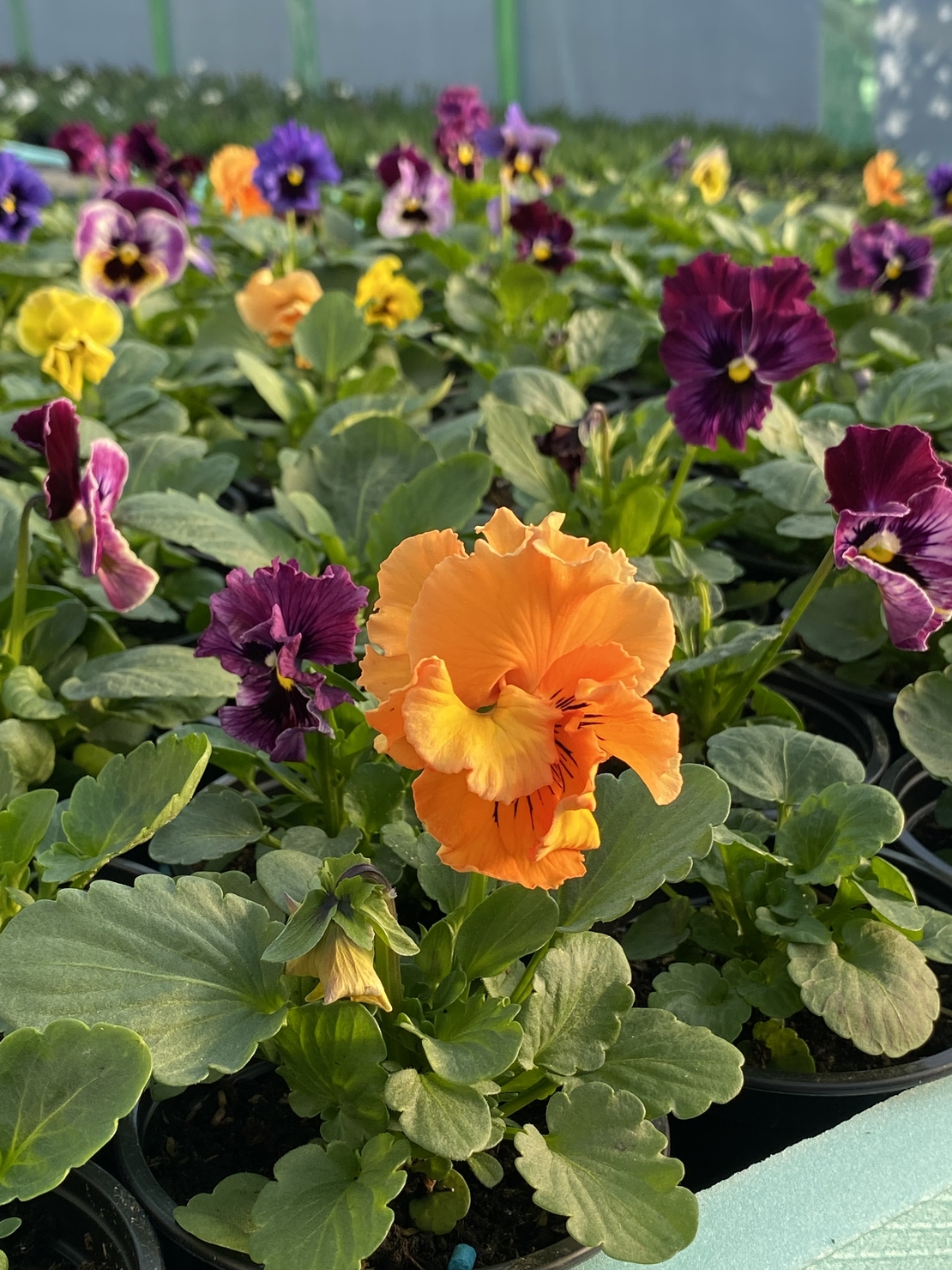 Къдрави теменужки