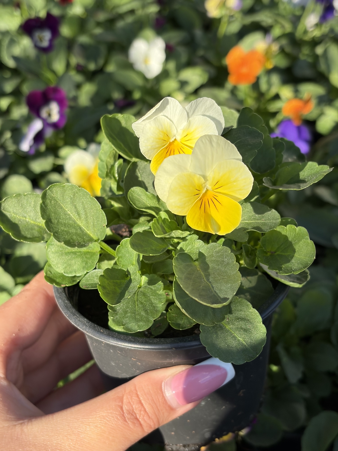 Мини теменужки микс (Viola Superba Mini)