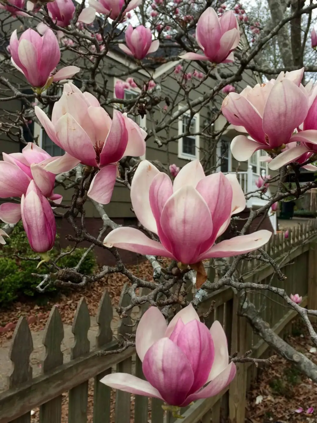 Магнолия Soulangeana (Magnolia × soulangeana)