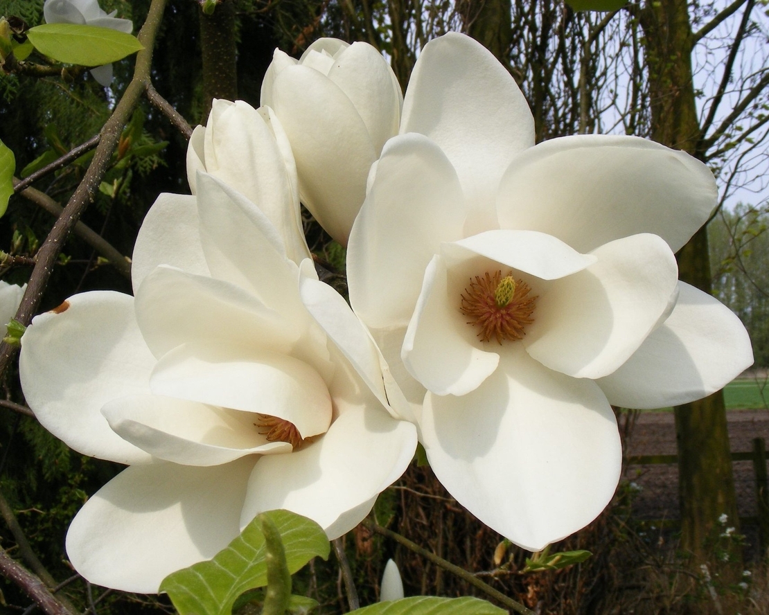 Магнолия Alba Superba (Magnolia Alba Superba)