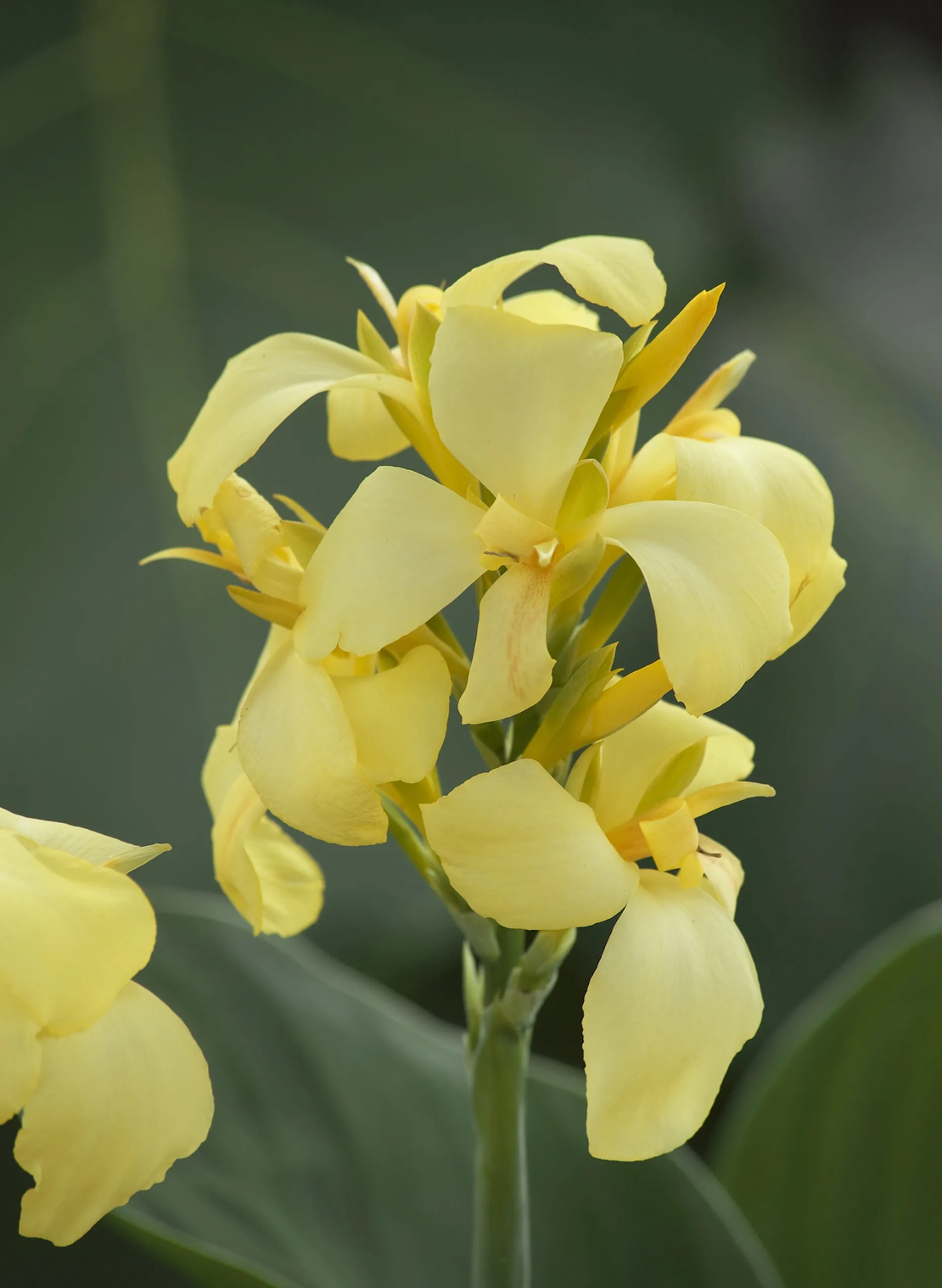 Кана / Canna CANNOVA