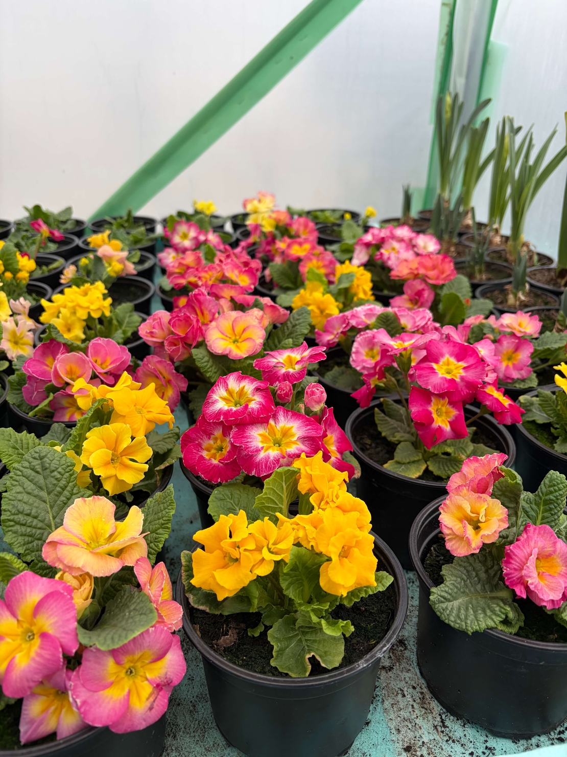 Кичеста иглика, тип розичка