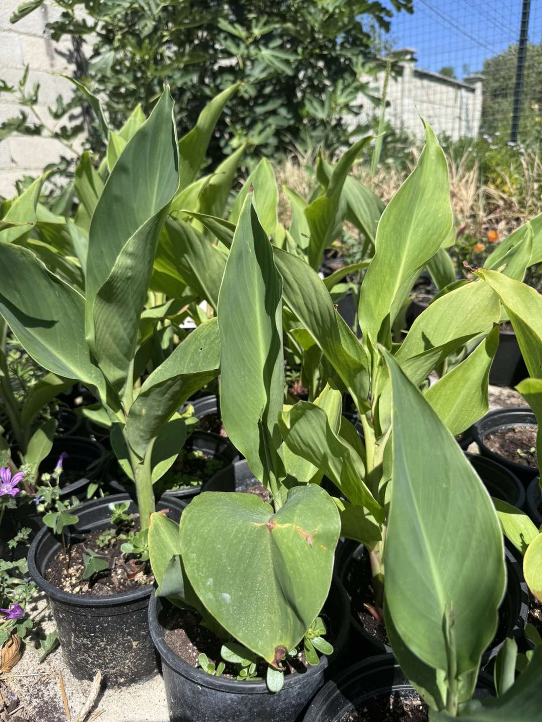 Кана индика (Canna Indica)
