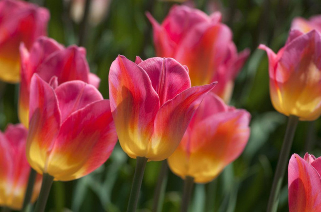 Лале Tom Pouce в саксия - единично