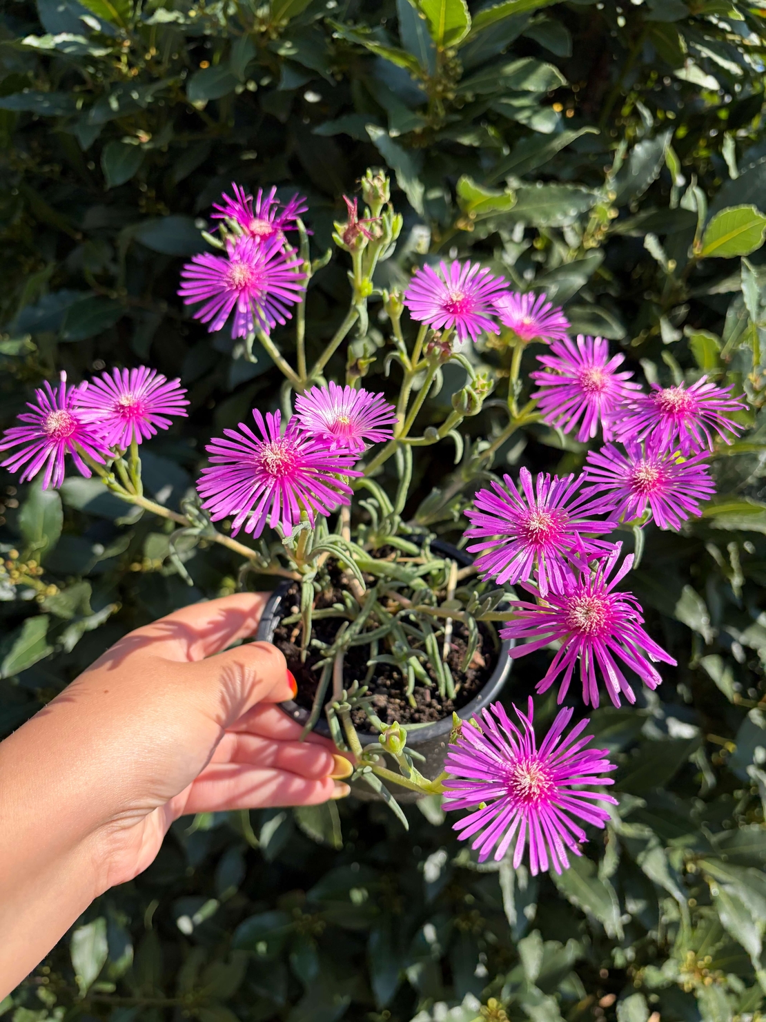 Delosperma cooperi – Делосперма Купера