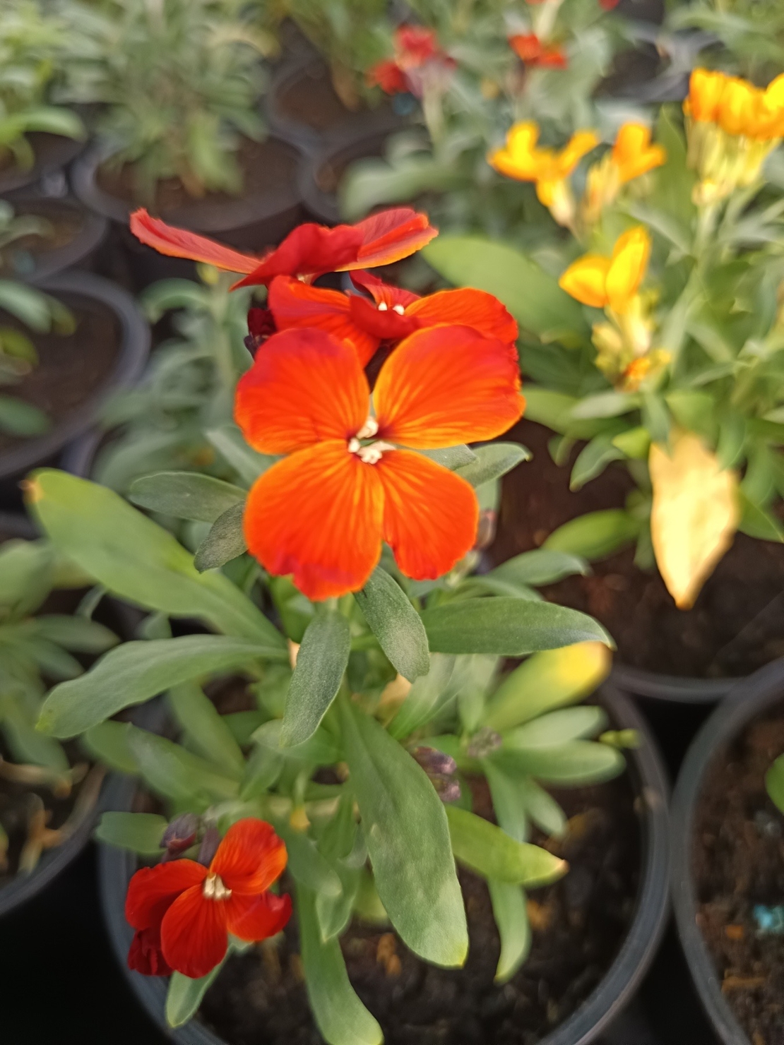 Шибой - Sugar Rush Mix