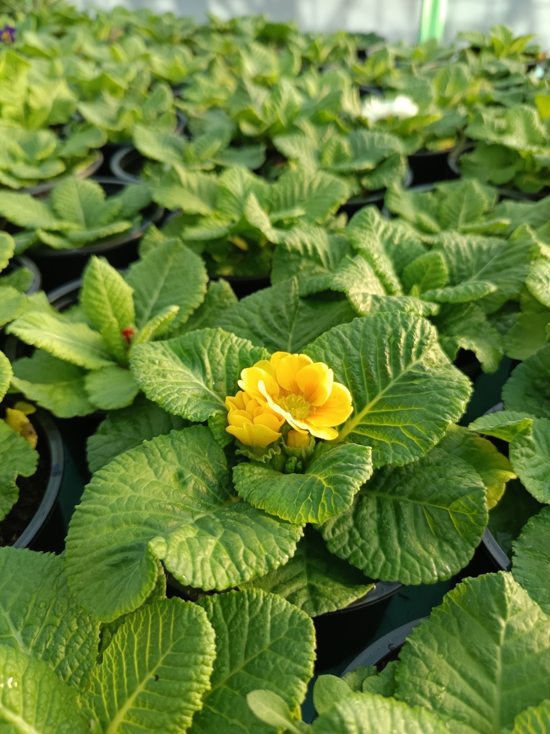 Едроцветна иглика - XL Mid Early Mix