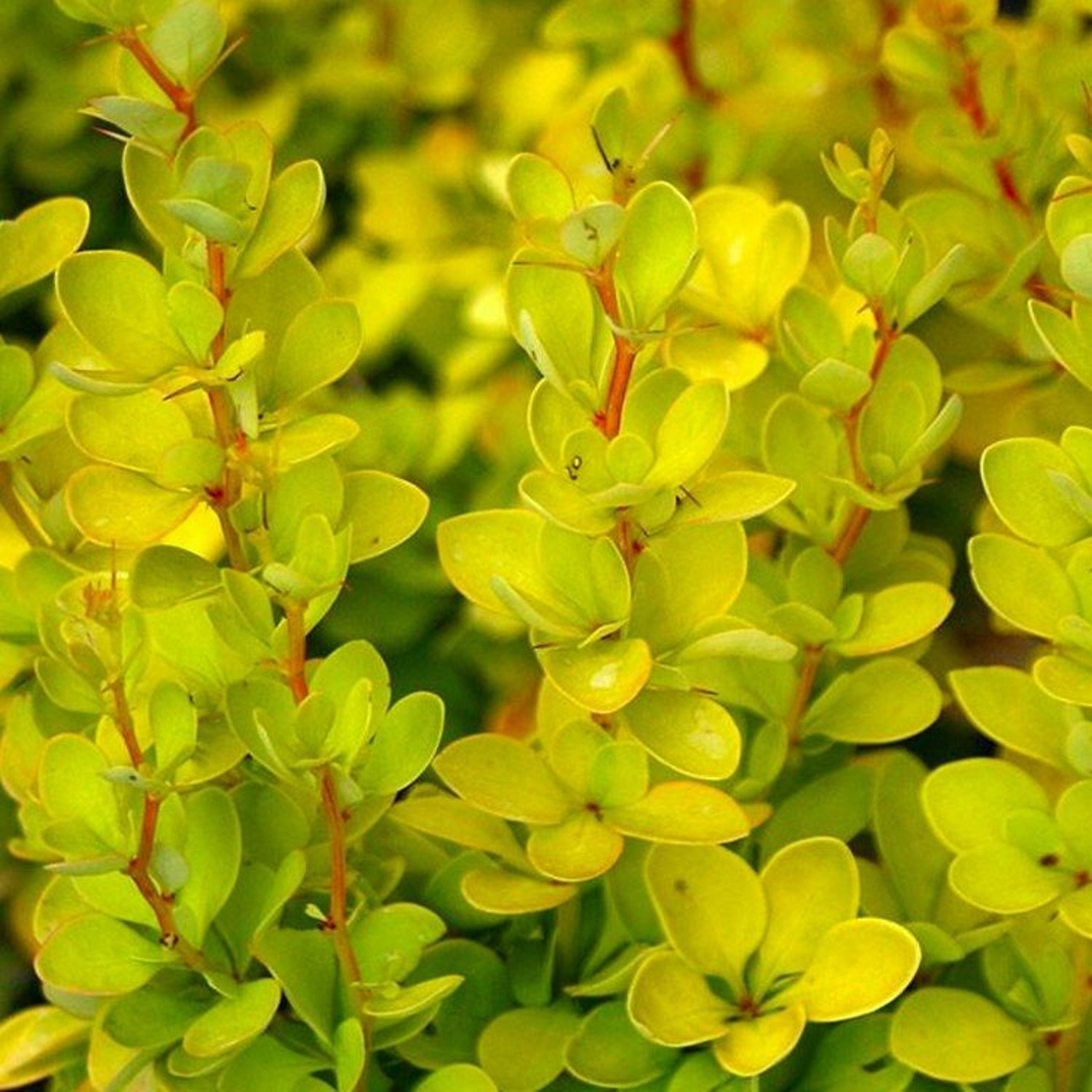 Берберис Тунберга ‘Aurea’ (Berberis thunbergii ‘Aurea’)