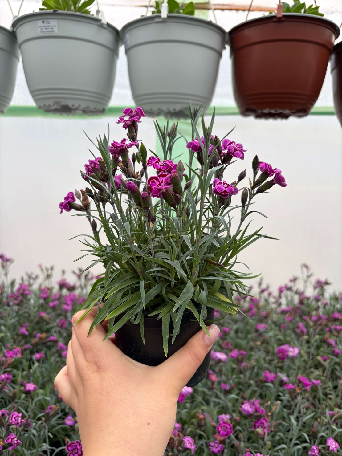 Каскаден ароматен карамфил