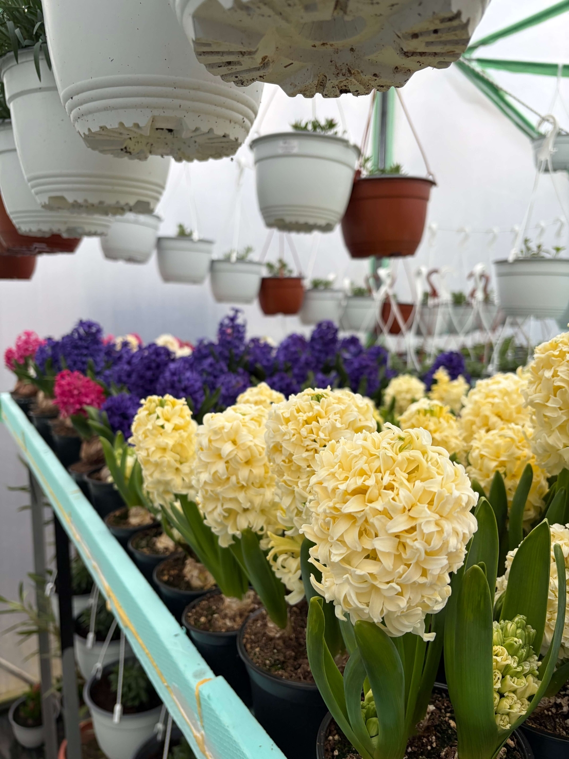 Зюмбюл City of Haarlem в саксия - единичен