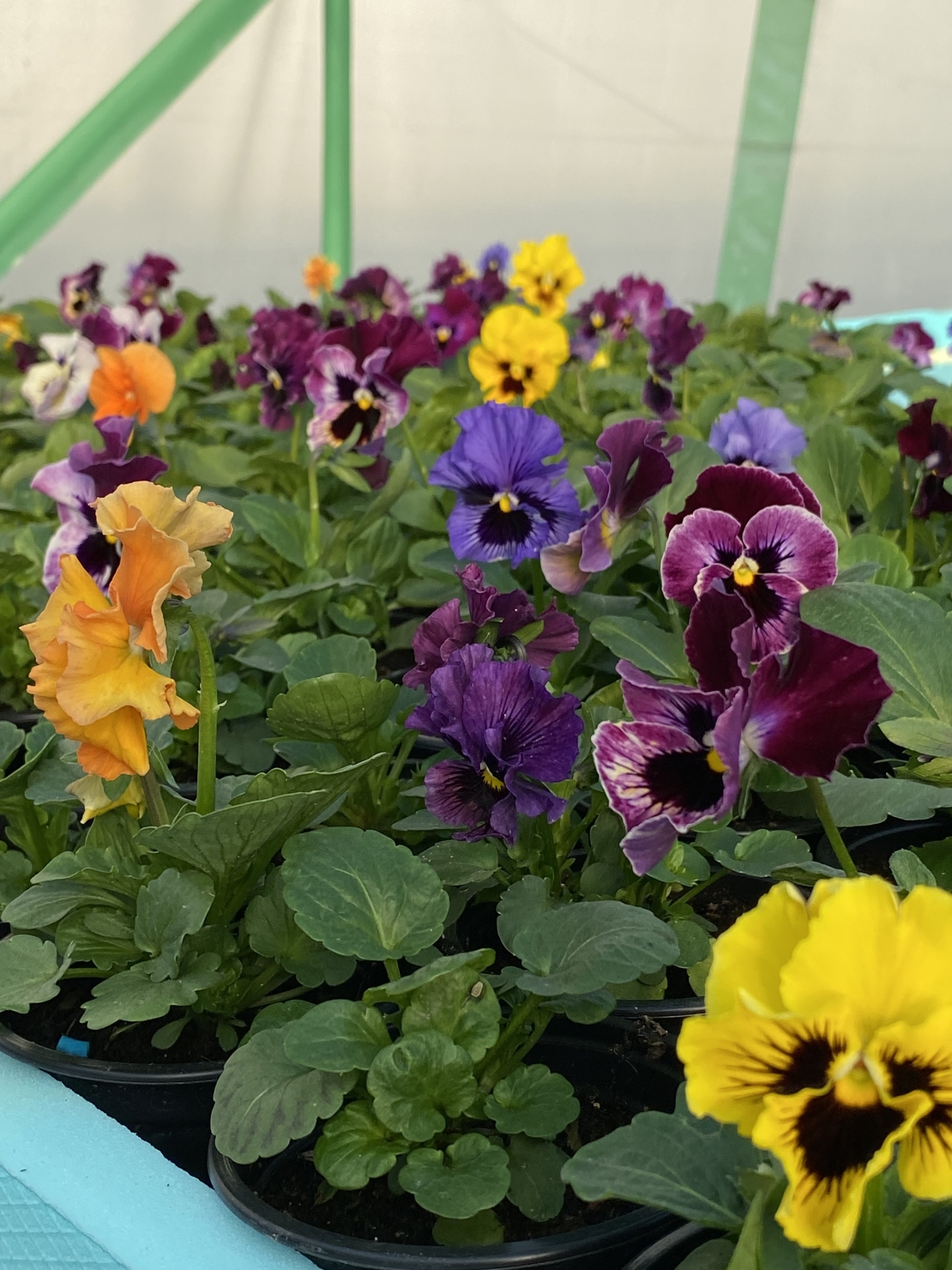 Къдрави теменужки