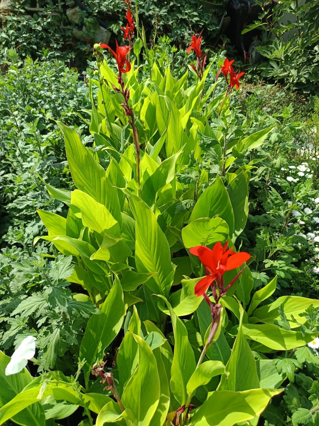 Кана индика (Canna Indica)