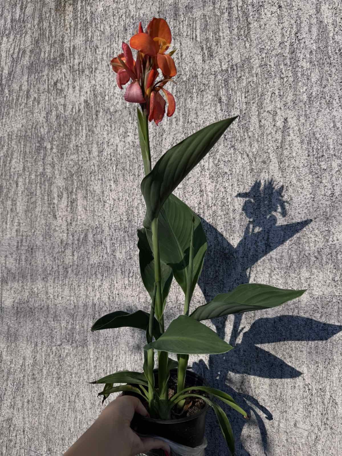 Кана / Canna CANNOVA
