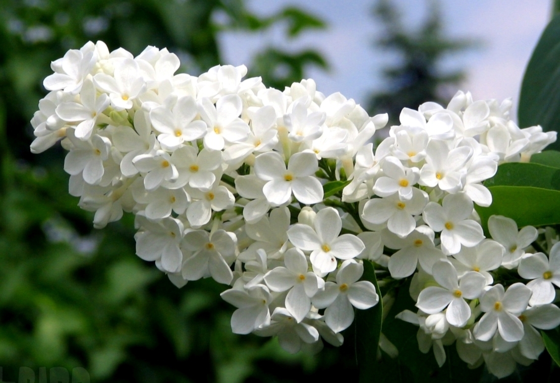 Люляк (Syringa)