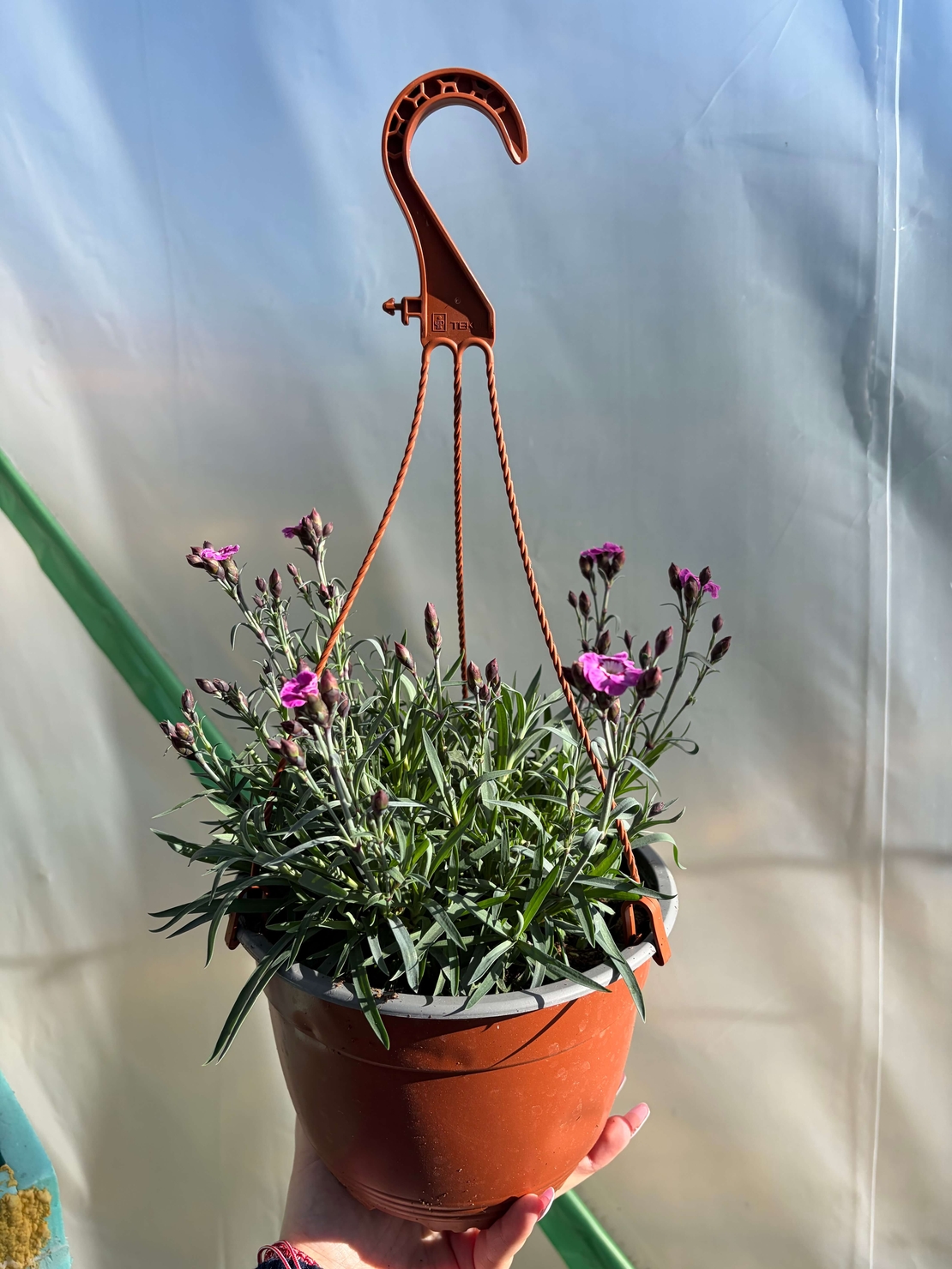 Каскаден ароматен карамфил - кошници