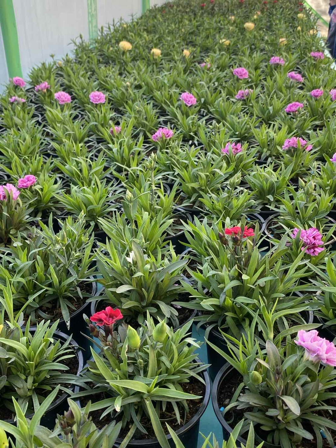 Карамфили тройки