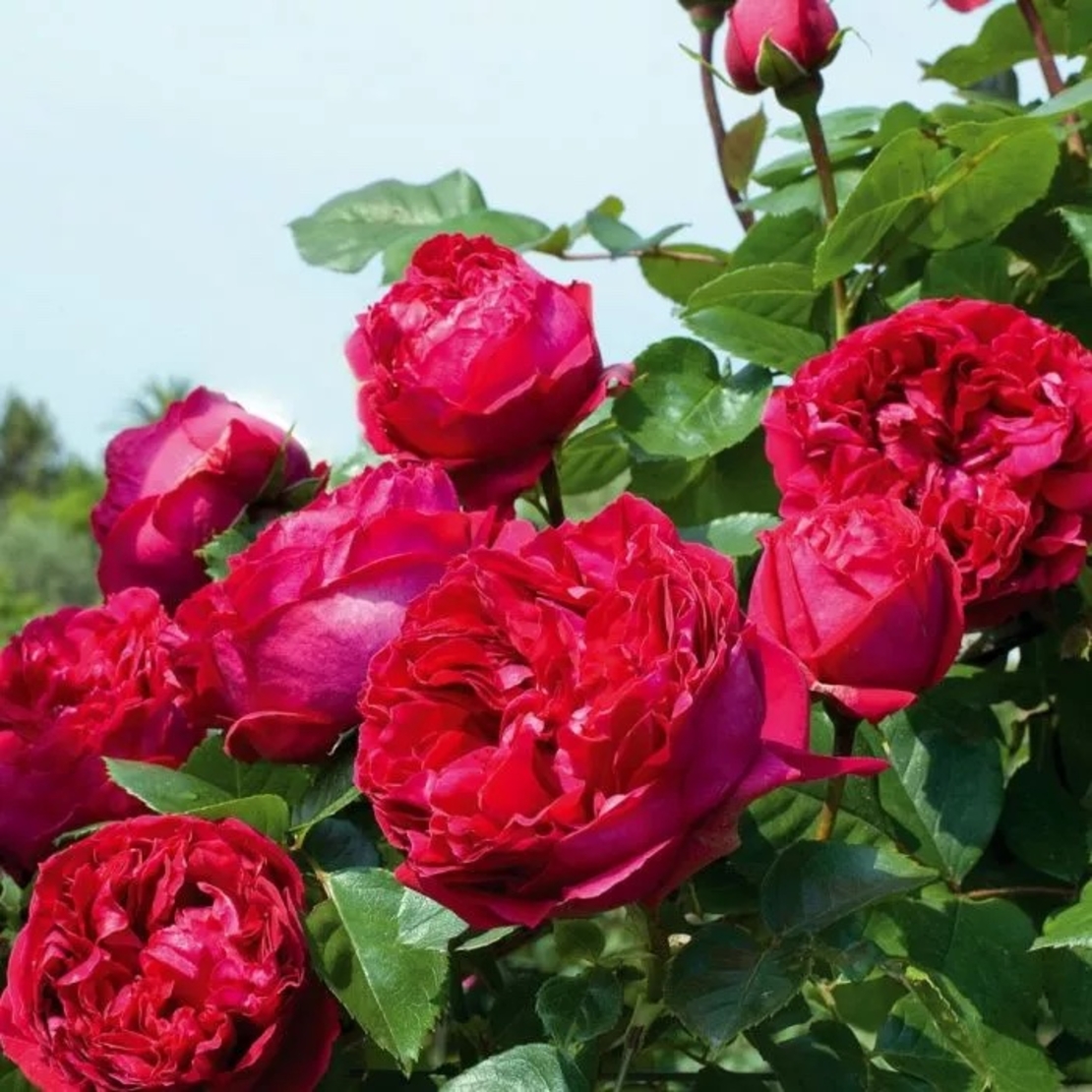 Gpt Red Eden Rose® (Eric Tabarly®)