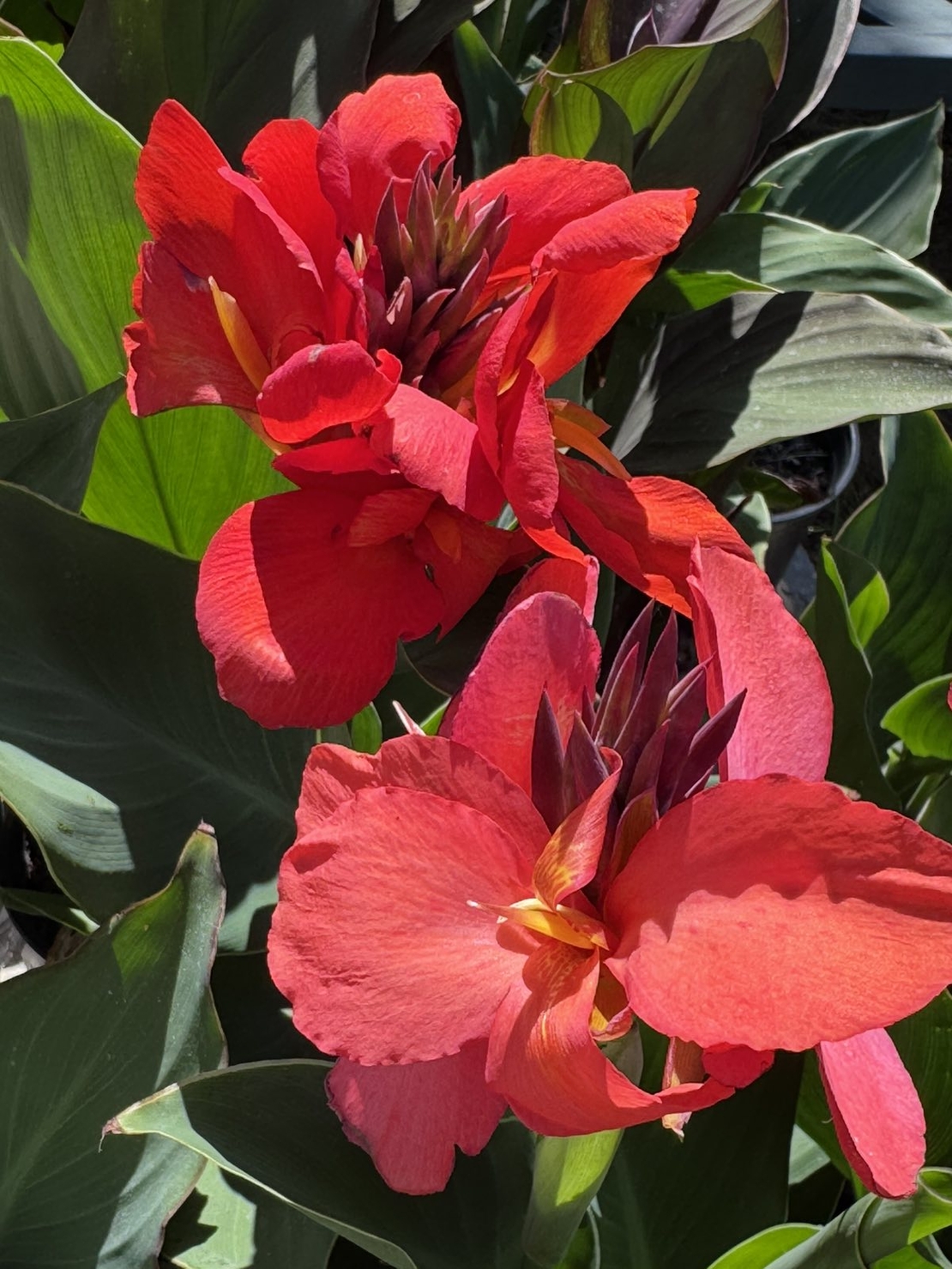 Кана / Canna CANNOVA