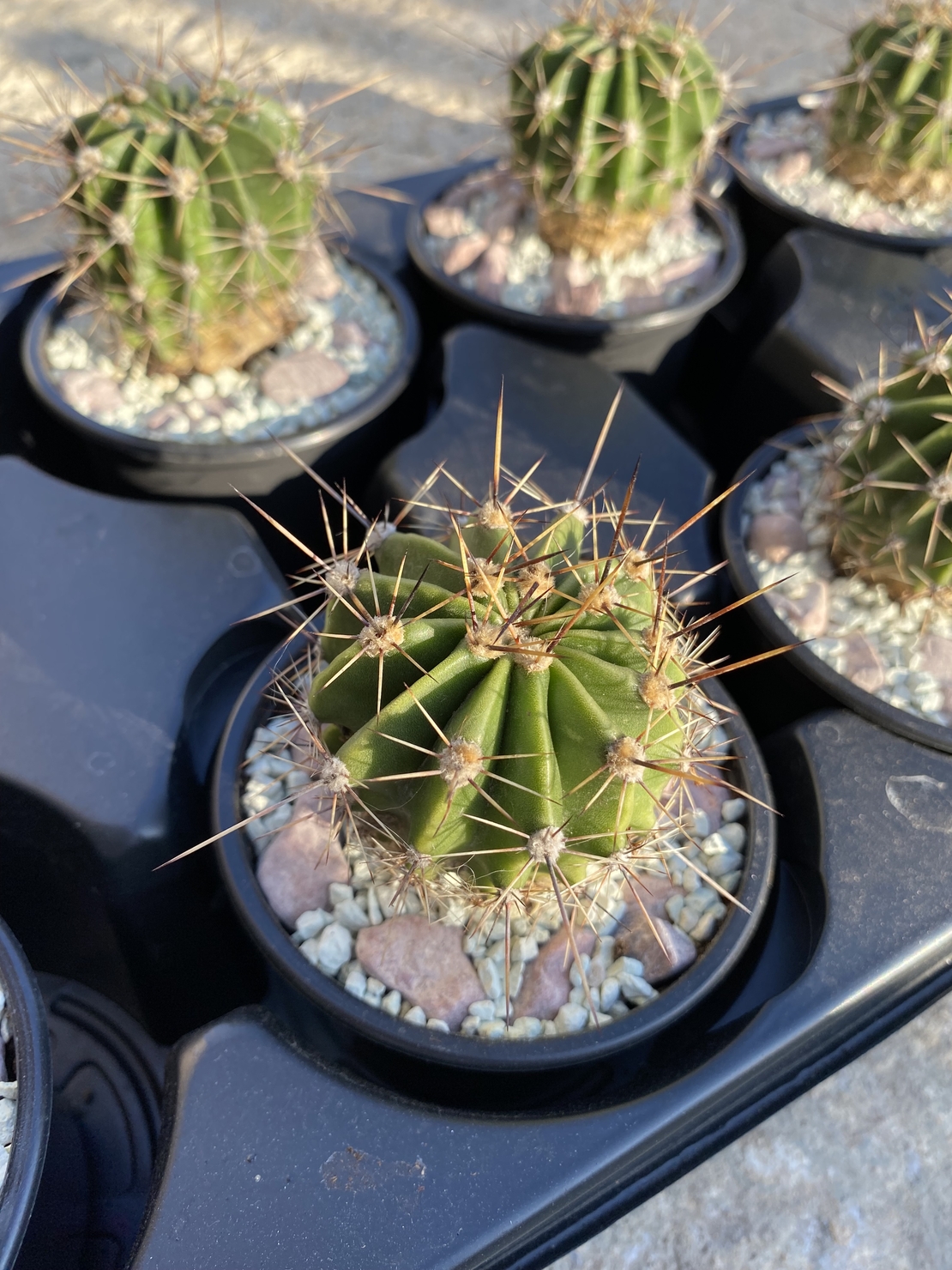 Кактус - Echinopsis oxygona