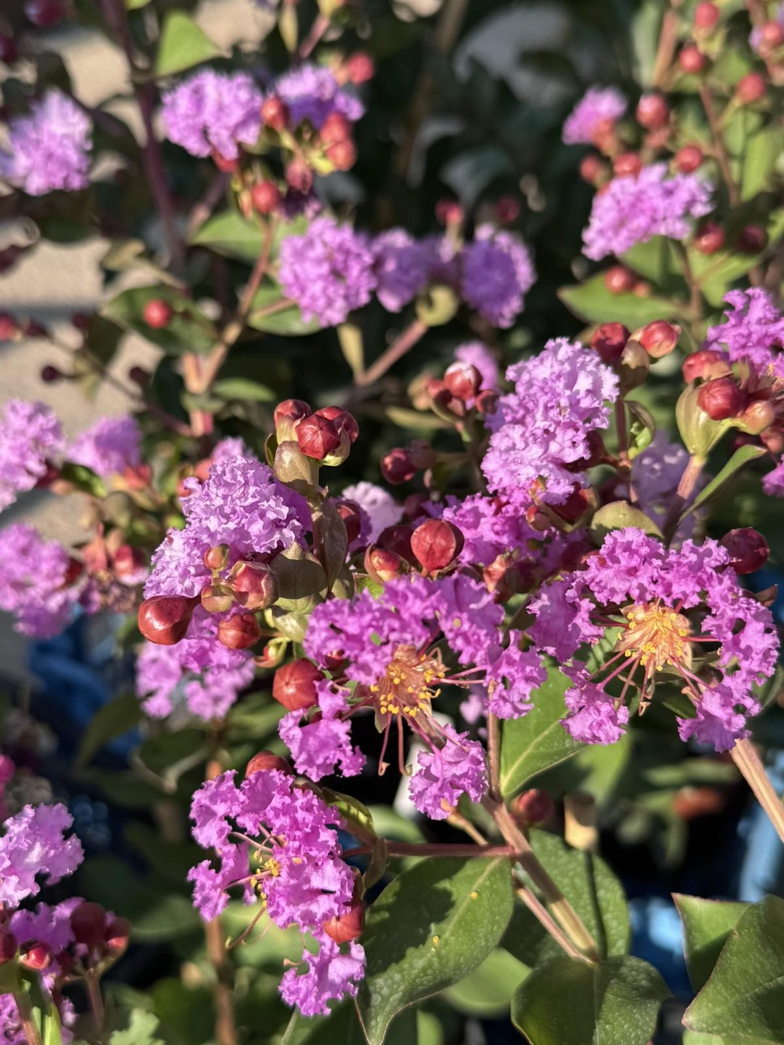 Индийски люляк - Lagerstroemia indica