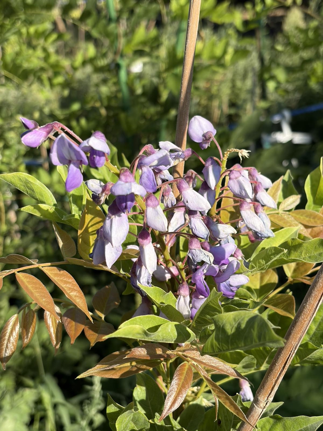 Глициния / Вистерия (Wisteria)