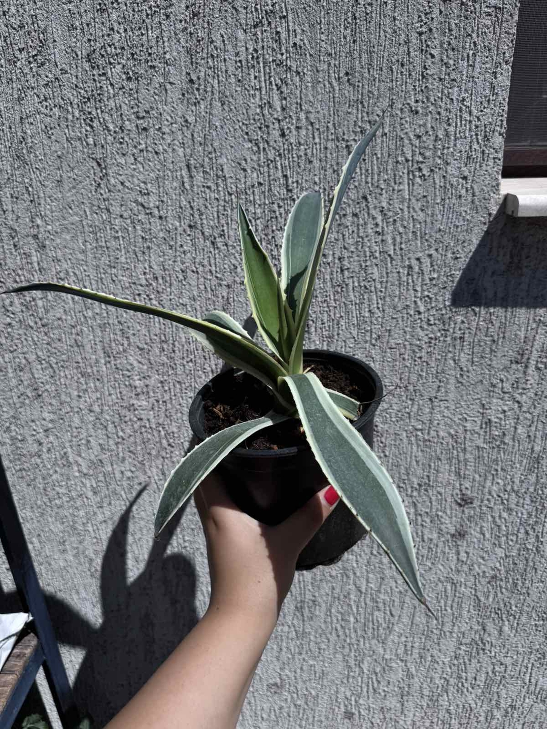 Столетник (Agave americana 'Variegata')