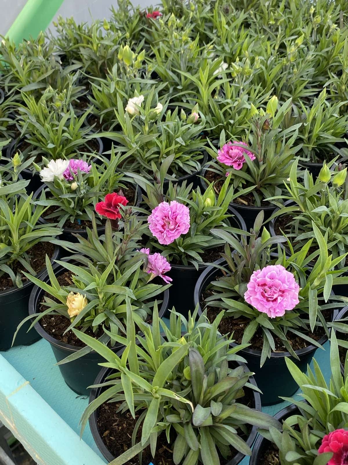 Карамфили тройки