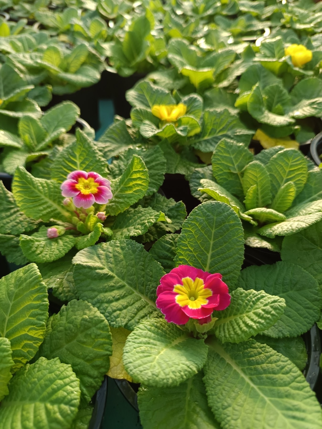 Едроцветна иглика - XL Mid Early Mix