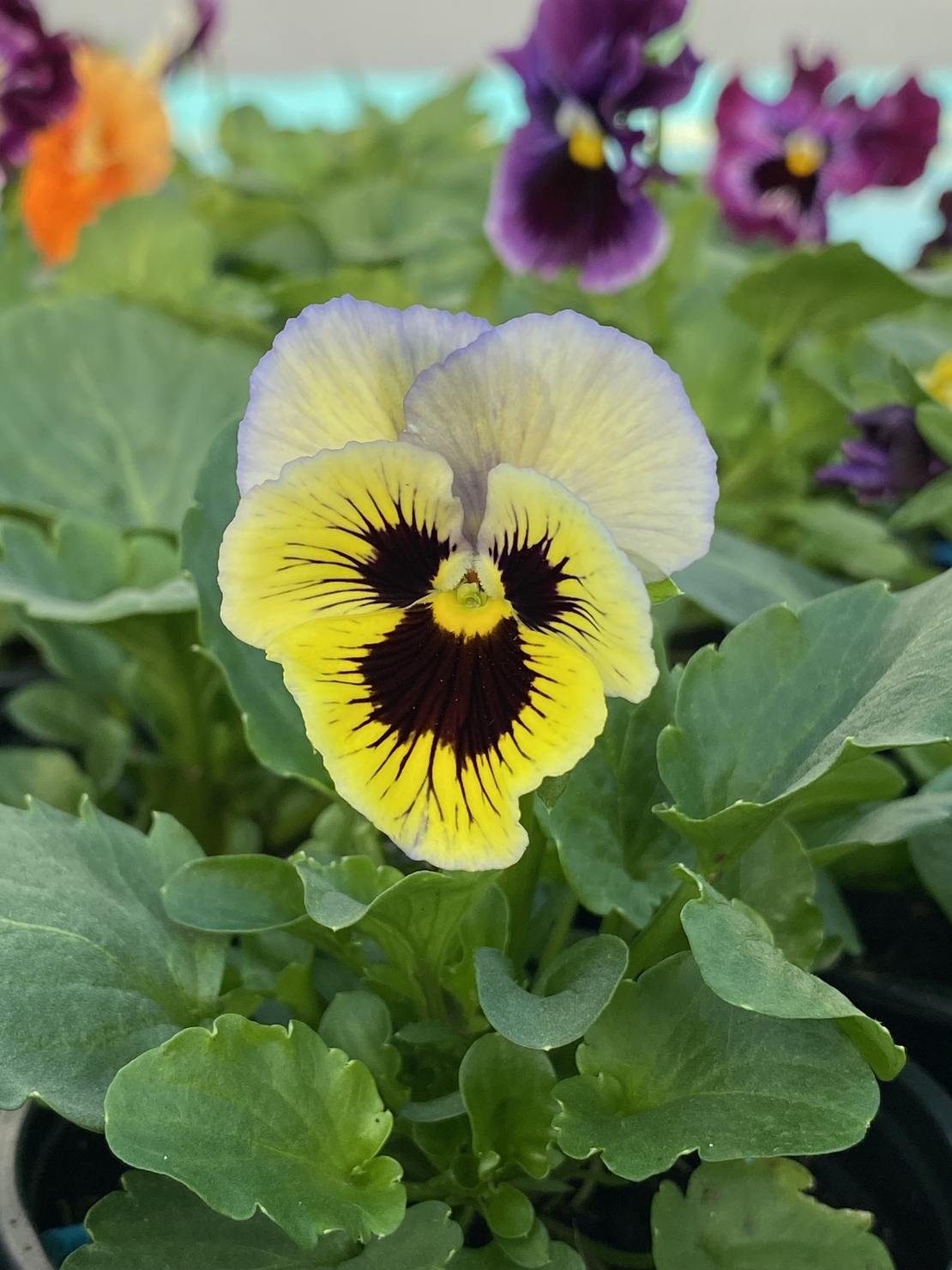 Къдрави теменужки