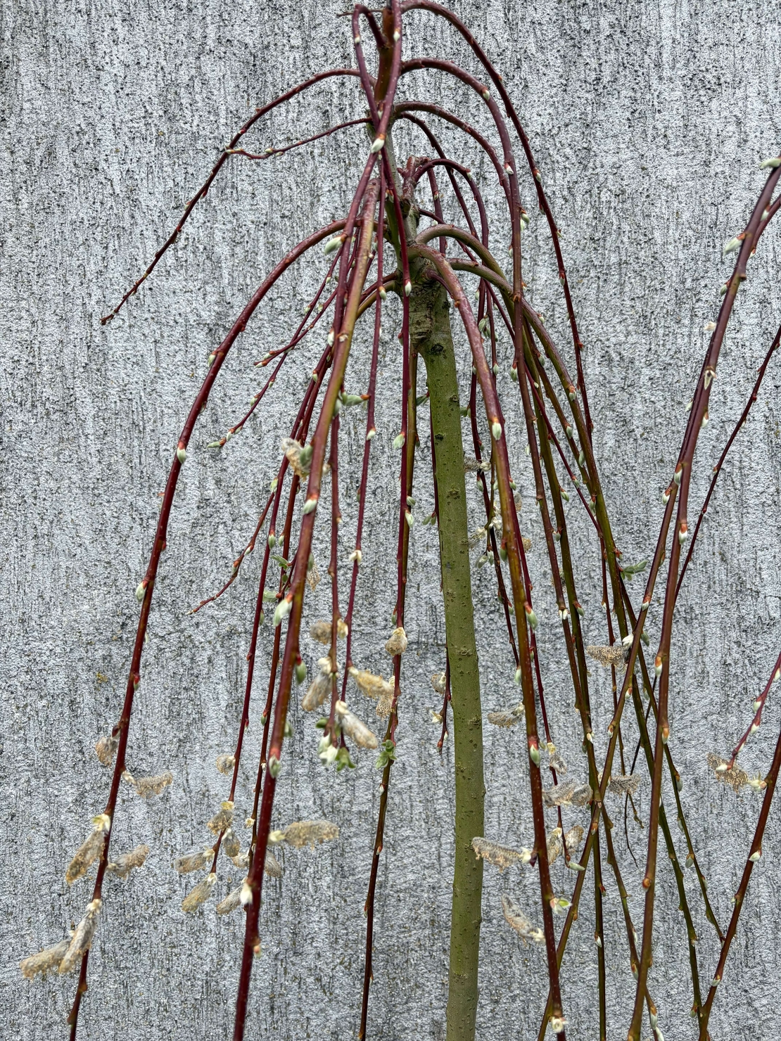 Плачеща върба – Salix caprea 'Kilmarnock'