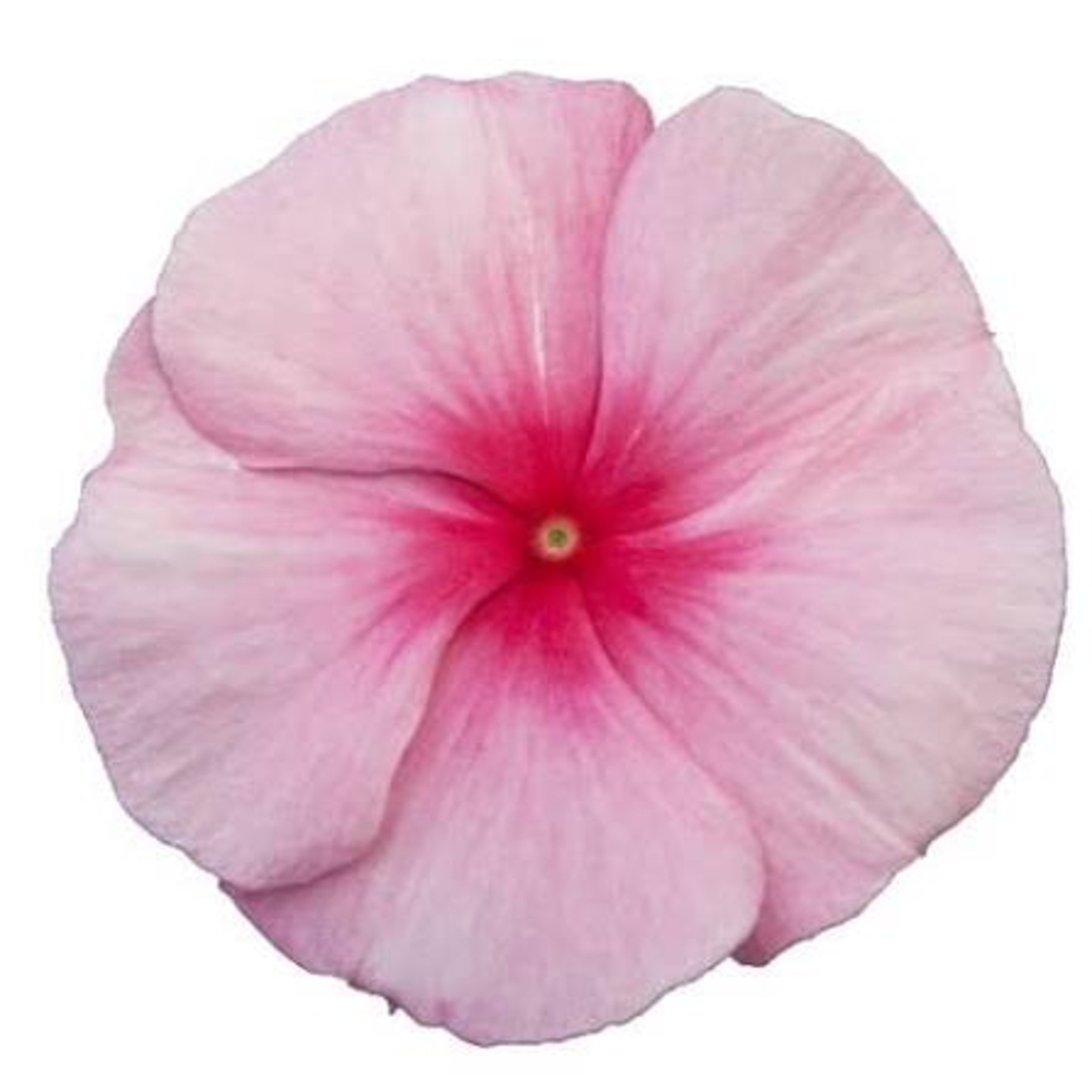 Каскадна винка (Vinca Darling Cascade Strawberry)