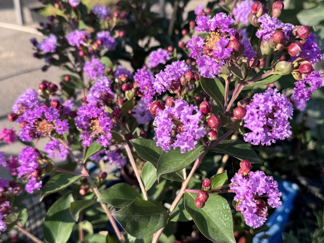 Индийски люляк - Lagerstroemia indica