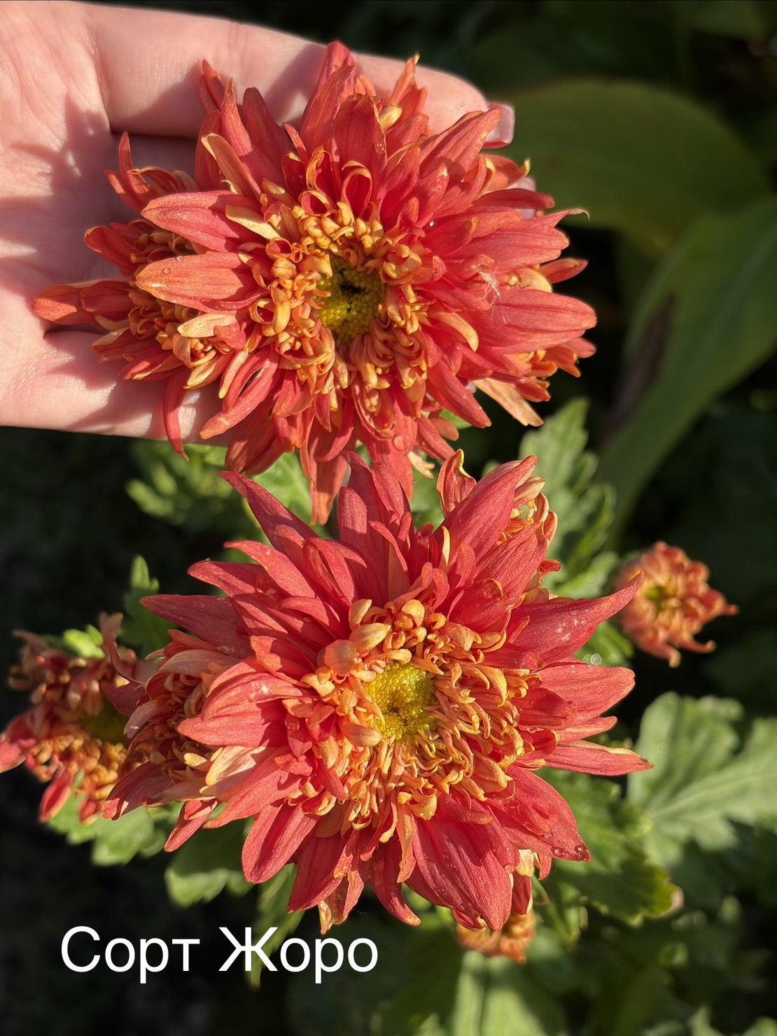 Бългрски хризантеми - различни сортове