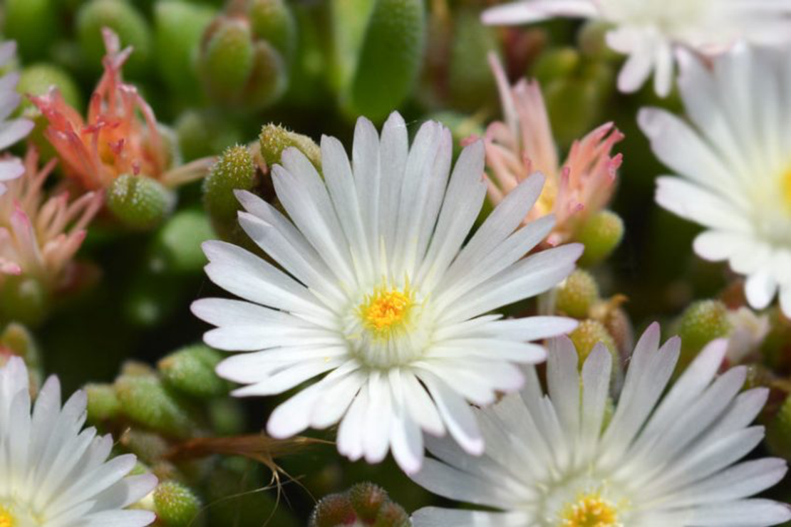 Делосперма/Delosperma