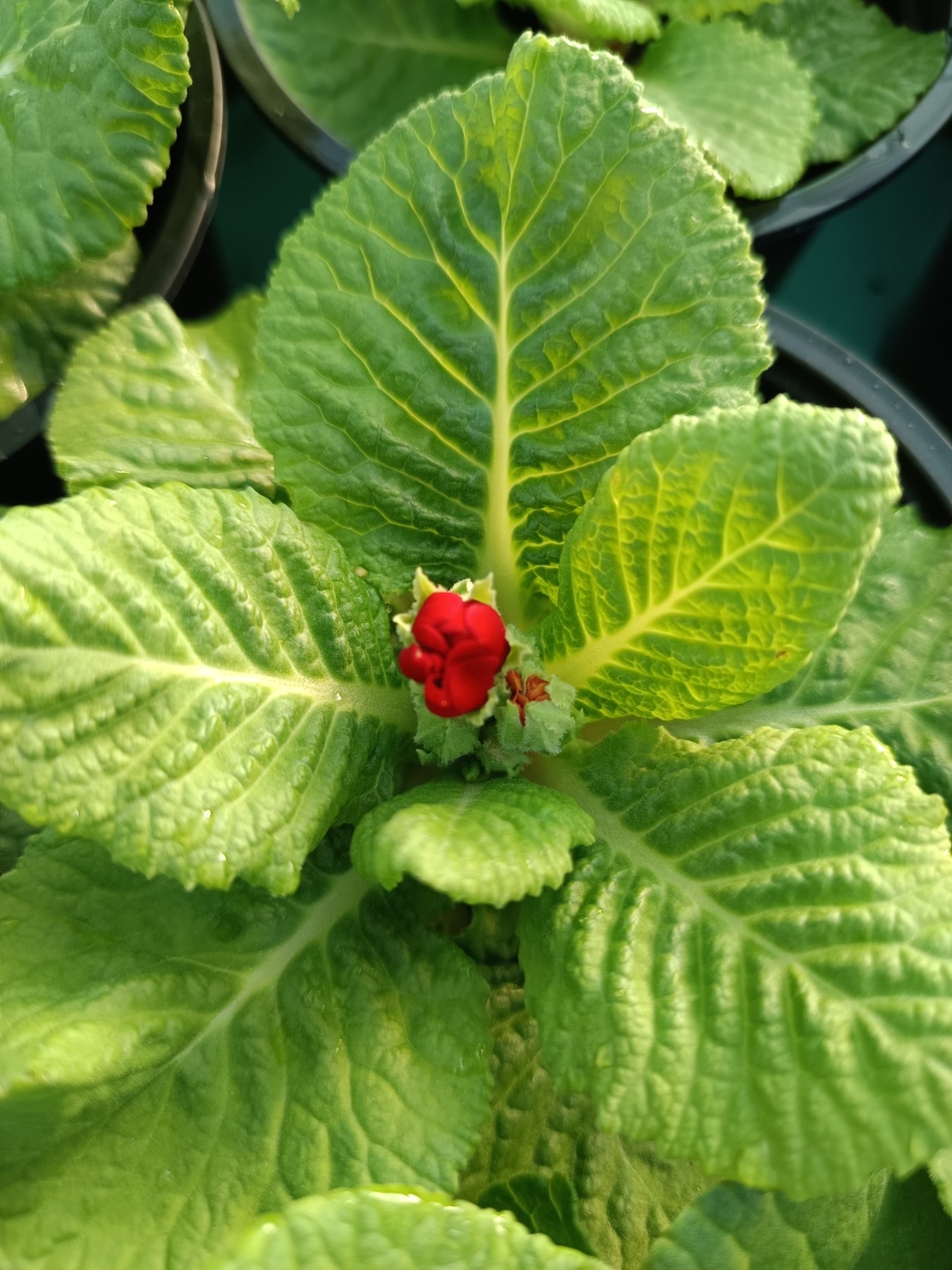 Едроцветна иглика - XL Mid Early Mix