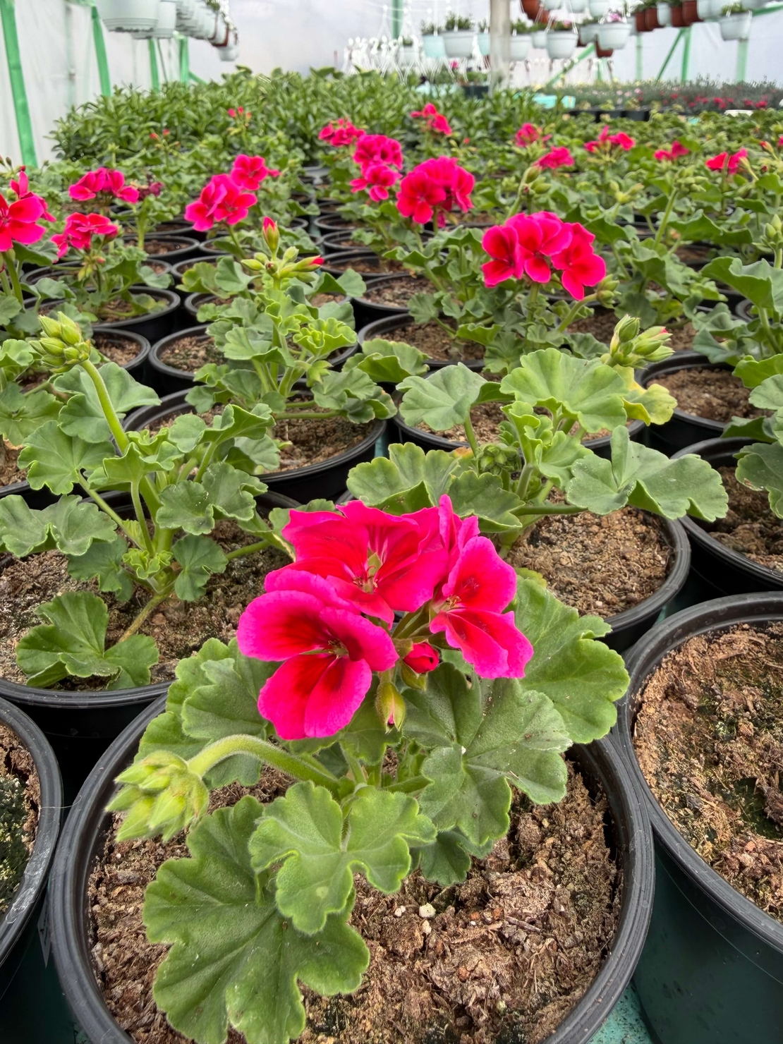 Мушкато Calliope® M Red Splash