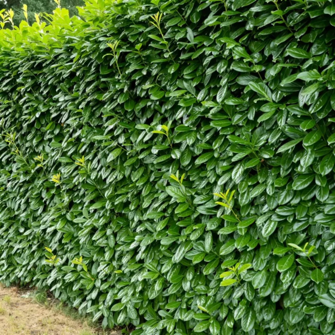 Лавровишна ‘Novita’ / Жив плет (Prunus laurocerasus ‘Novita’)